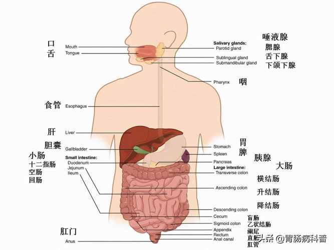人体最大的解毒器官  有什么样的功能 人体能解毒的是哪个部位