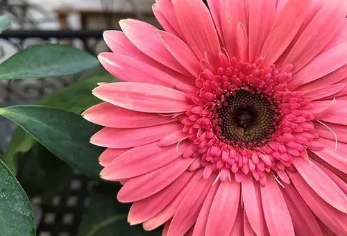 2017年高考生物学习方法：世界上最美的花是什么