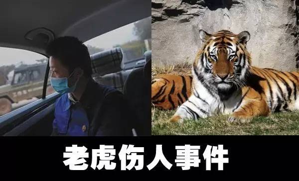 “野人教授”冯利民：林海雪原追虎16年 却从未亲自遇见虎 八达岭老虎伤人的女主人公死了